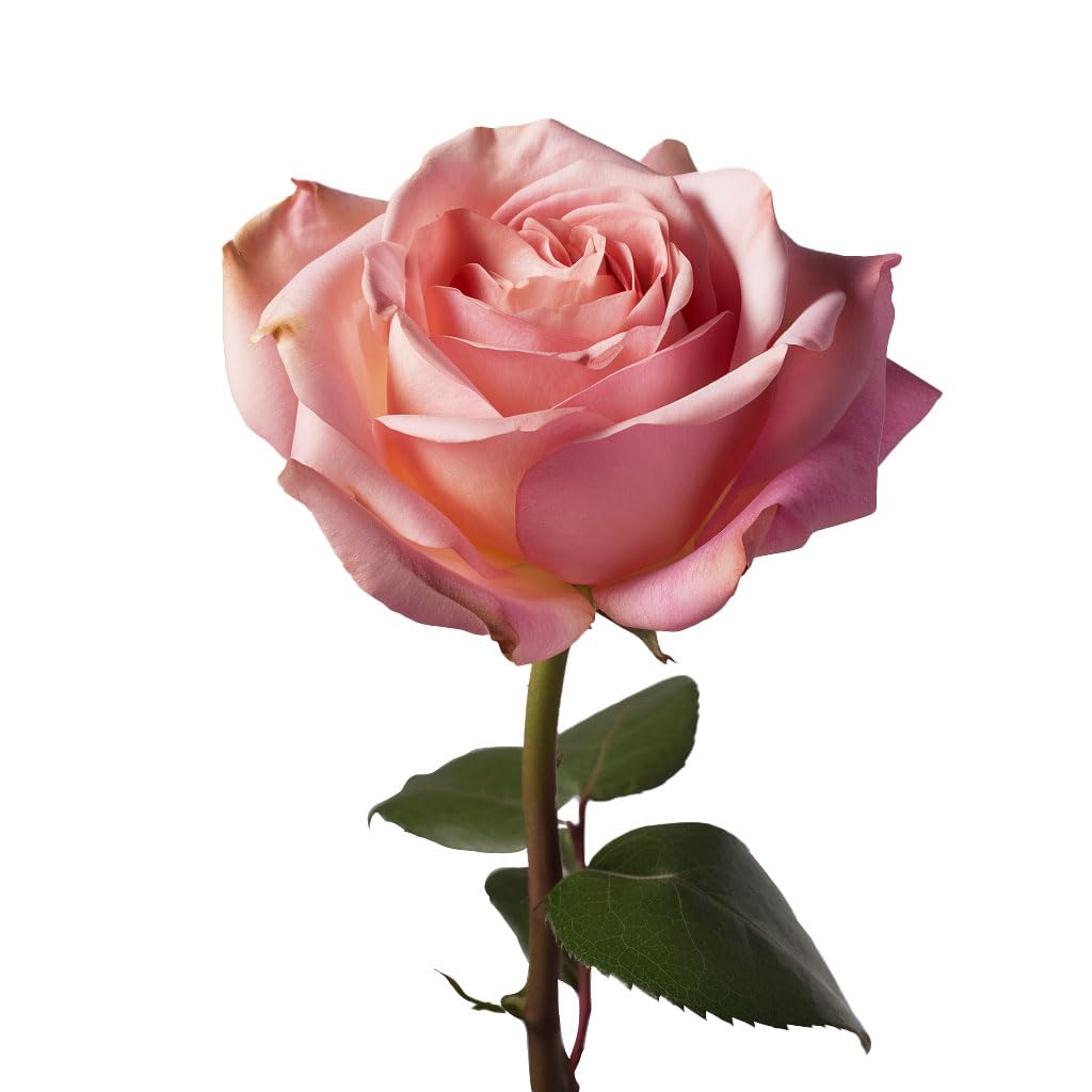 GlobalRose 100 Assorted Roses Bouquet - Responsibly Sourced Roses Fresh Flowers - Hand-Picked Flowers Fresh Bouquet for Mother's Day, Birthday & Special Occasions (4 Bunches of 25 Stems)