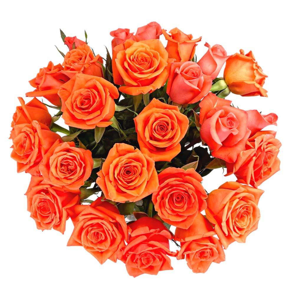 25 Pink Roses | Arabella Bouquets | Real Fresh Flowers for Delivery, Gift for Birthday Women, Congratulations, Anniversary, Thank You, Mother's Day