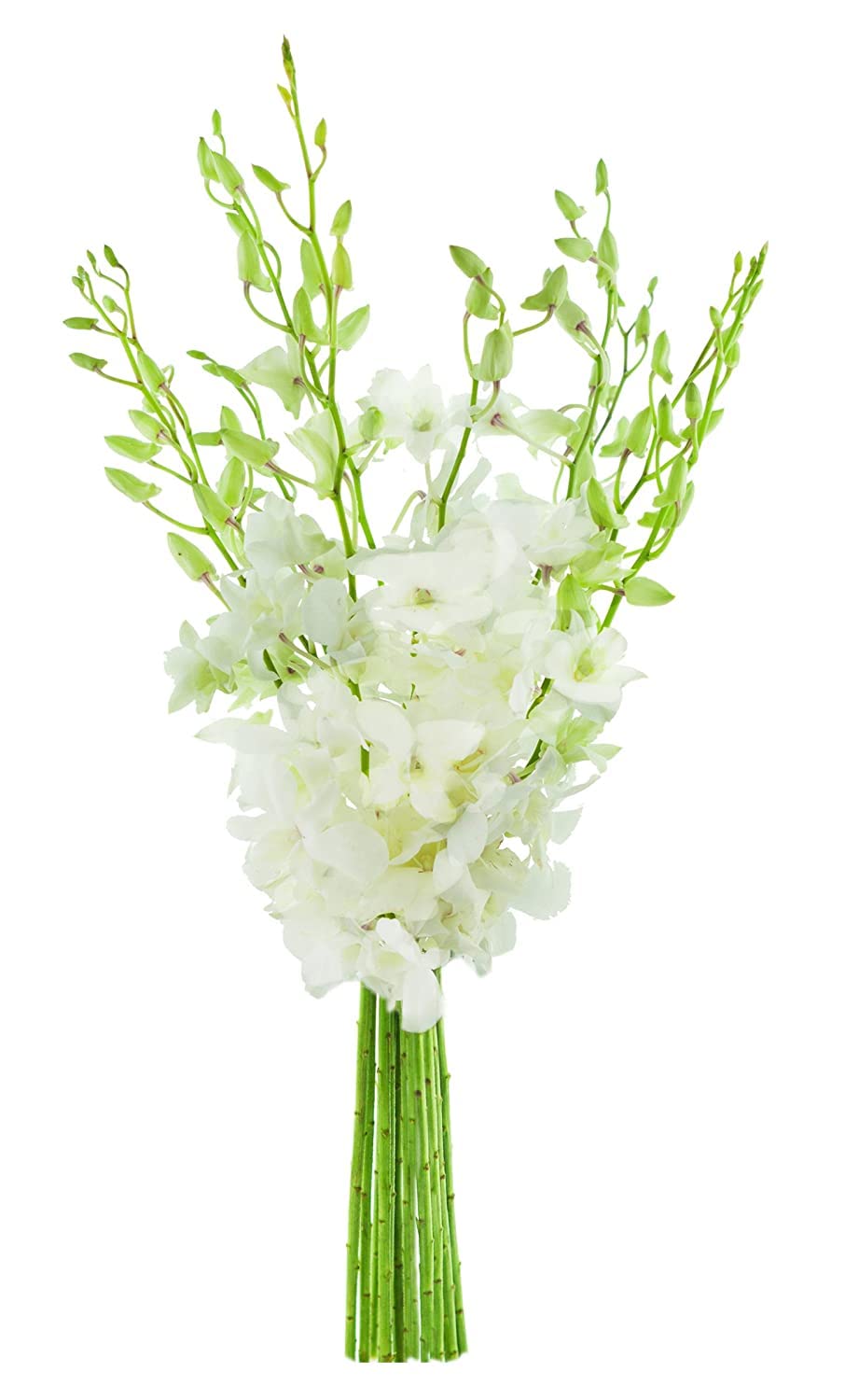 KaBloom - Bouquet of 20 Exotic Purple Dendrobium Orchids from Thailand with Vase - Fresh Flowers for Birthday, Valentine's & Mother's Day