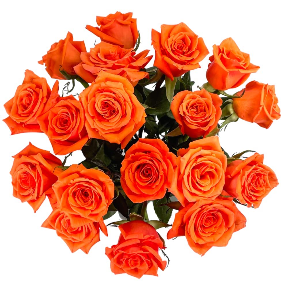 25 Pink Roses | Arabella Bouquets | Real Fresh Flowers for Delivery, Gift for Birthday Women, Congratulations, Anniversary, Thank You, Mother's Day