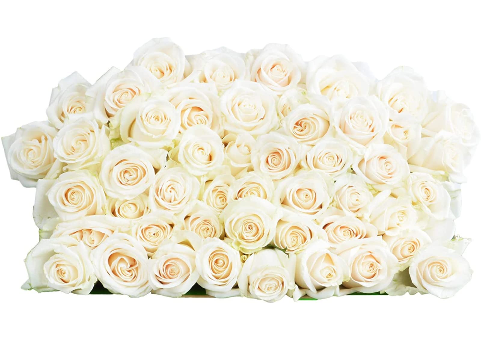 25 Pink Roses | Arabella Bouquets | Real Fresh Flowers for Delivery, Gift for Birthday Women, Congratulations, Anniversary, Thank You, Mother's Day