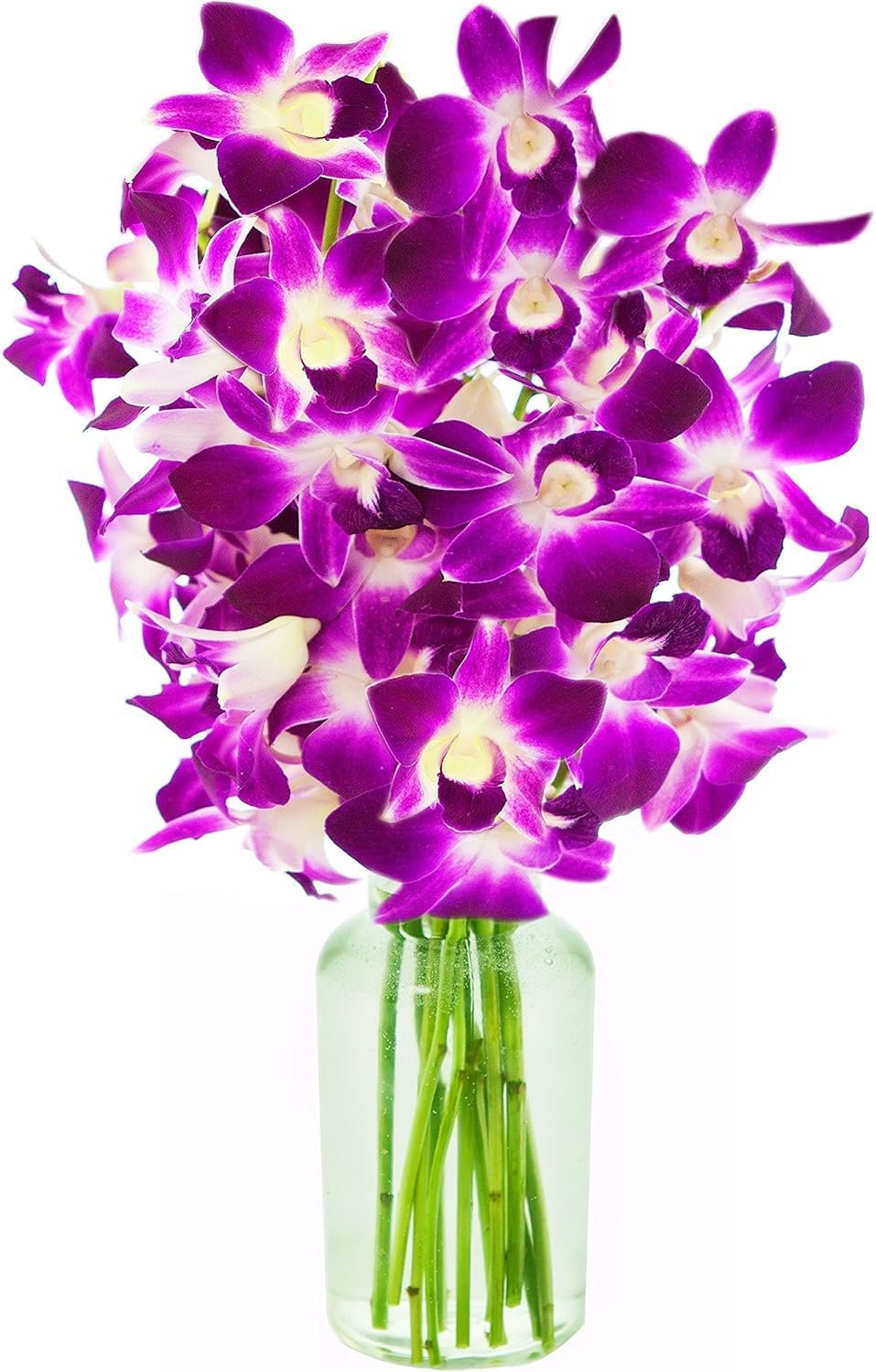 KaBloom - Bouquet of 20 Exotic Purple Dendrobium Orchids from Thailand with Vase - Fresh Flowers for Birthday, Valentine's & Mother's Day