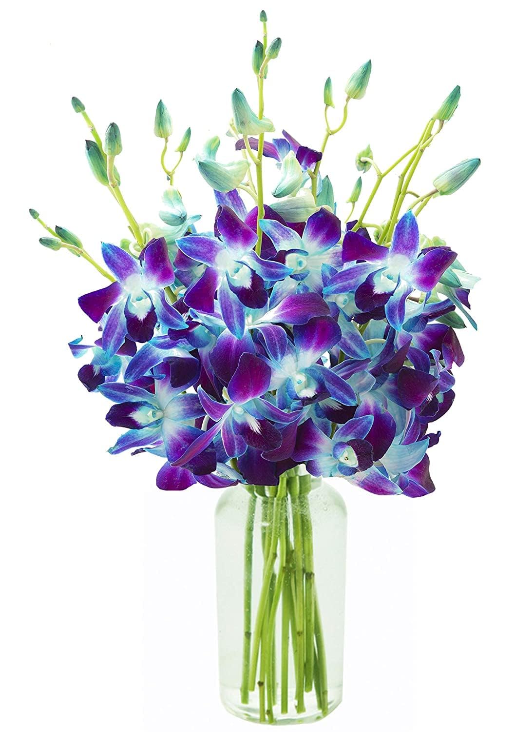 KaBloom - Bouquet of 20 Exotic Purple Dendrobium Orchids from Thailand with Vase - Fresh Flowers for Birthday, Valentine's & Mother's Day