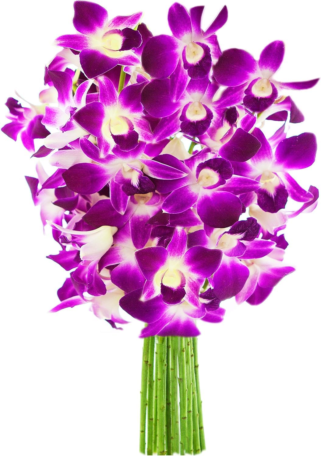 KaBloom - Bouquet of 20 Exotic Purple Dendrobium Orchids from Thailand with Vase - Fresh Flowers for Birthday, Valentine's & Mother's Day
