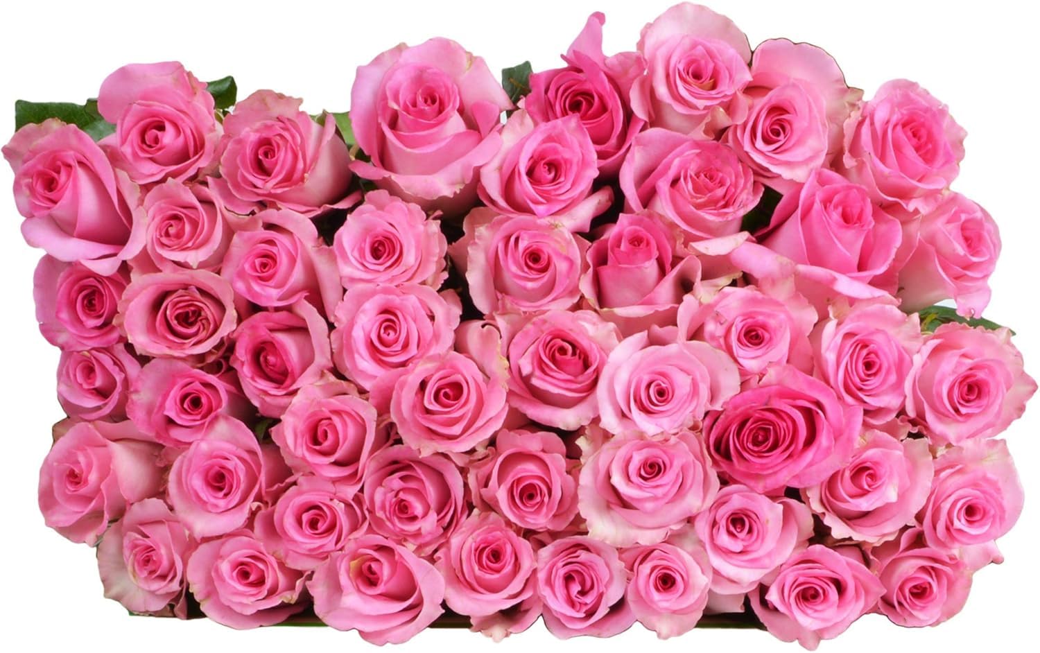 25 Pink Roses | Arabella Bouquets | Real Fresh Flowers for Delivery, Gift for Birthday Women, Congratulations, Anniversary, Thank You, Mother's Day