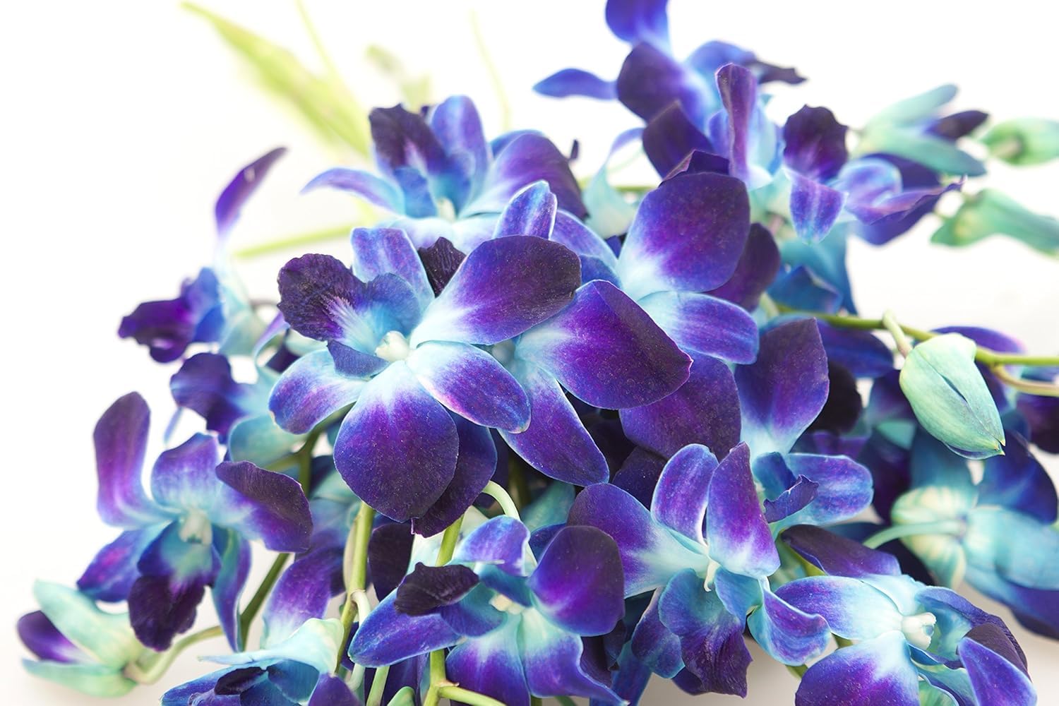 KaBloom - Bouquet of 20 Exotic Purple Dendrobium Orchids from Thailand with Vase - Fresh Flowers for Birthday, Valentine's & Mother's Day