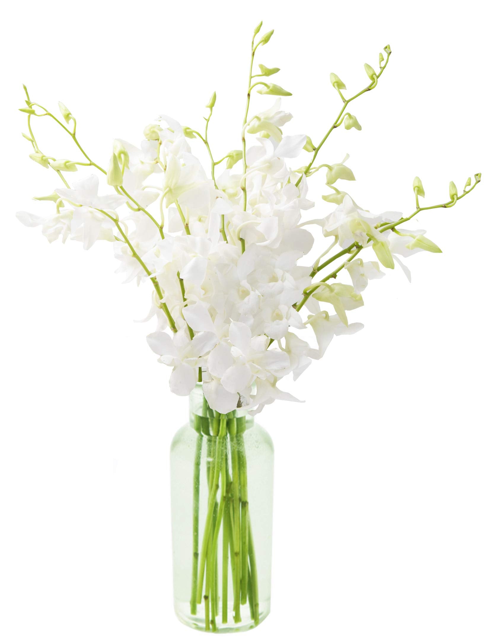 KaBloom - Bouquet of 20 Exotic Purple Dendrobium Orchids from Thailand with Vase - Fresh Flowers for Birthday, Valentine's & Mother's Day