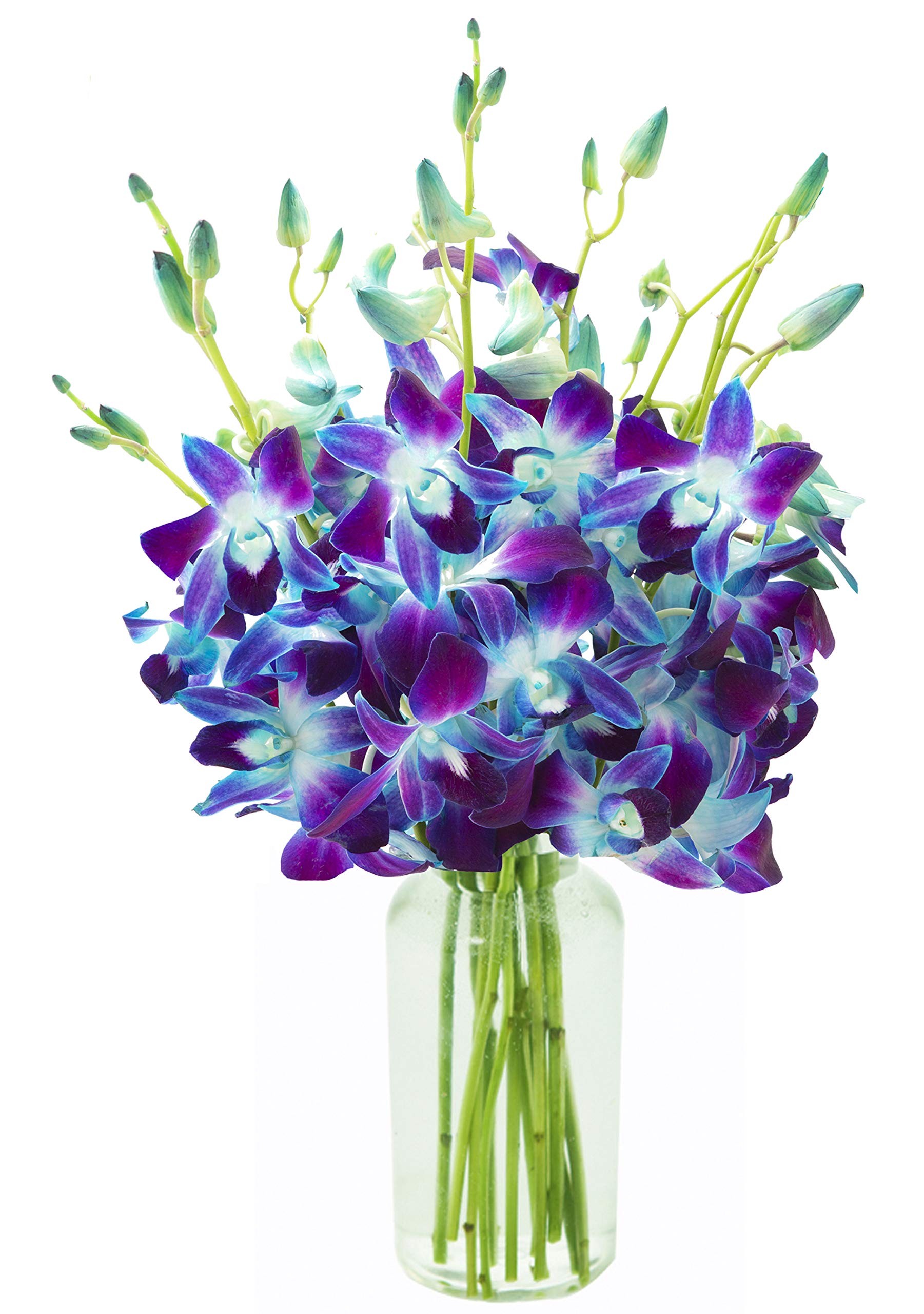 KaBloom - Bouquet of 20 Exotic Purple Dendrobium Orchids from Thailand with Vase - Fresh Flowers for Birthday, Valentine's & Mother's Day