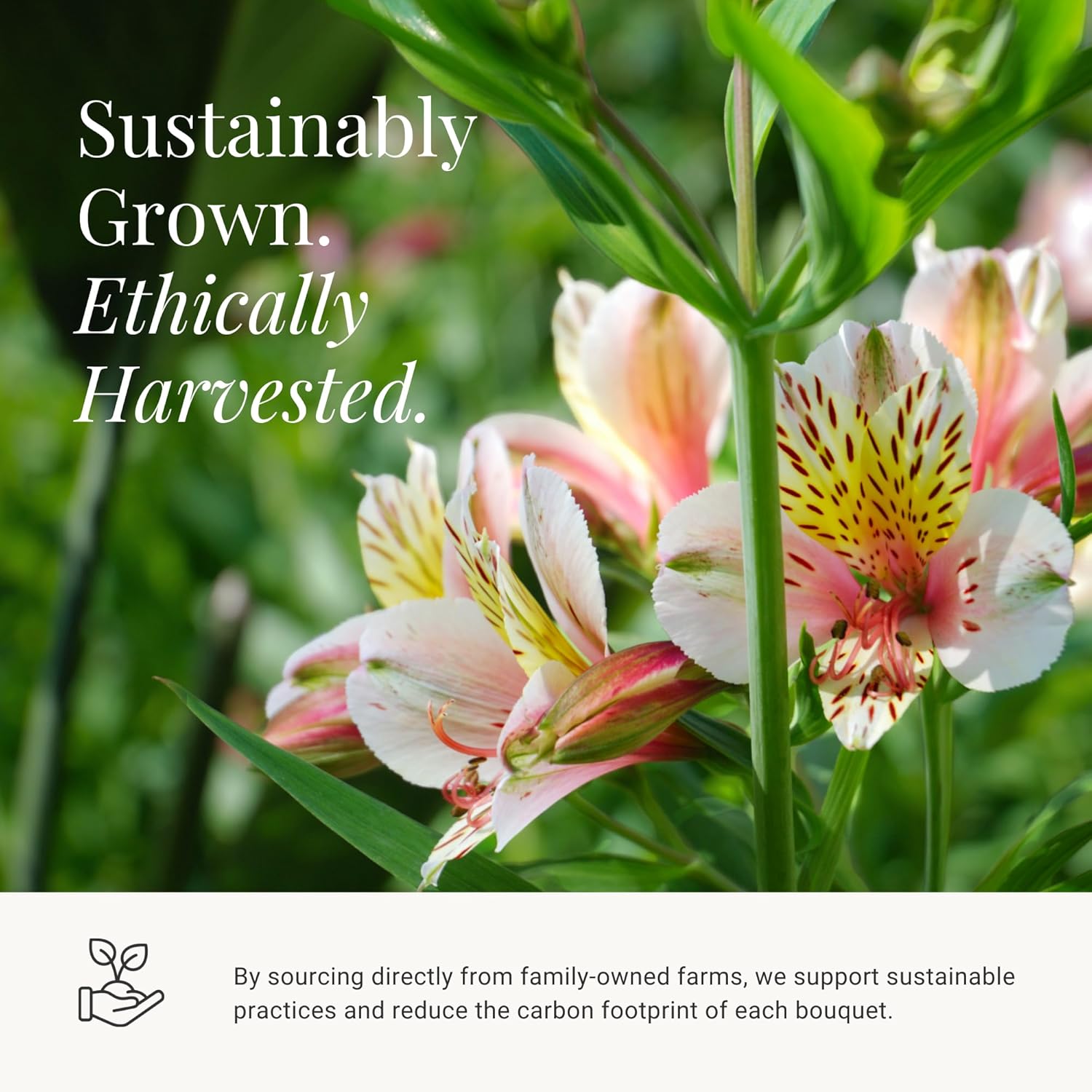 24 Multicolored Alstroemeria Bouquet Flowers, Long Lasting & Hand-Tied, Farm Fresh Cut Flowers Bouquet - Gift for Birthday, Anniversary, Mothers Day Flowers | No Vase.