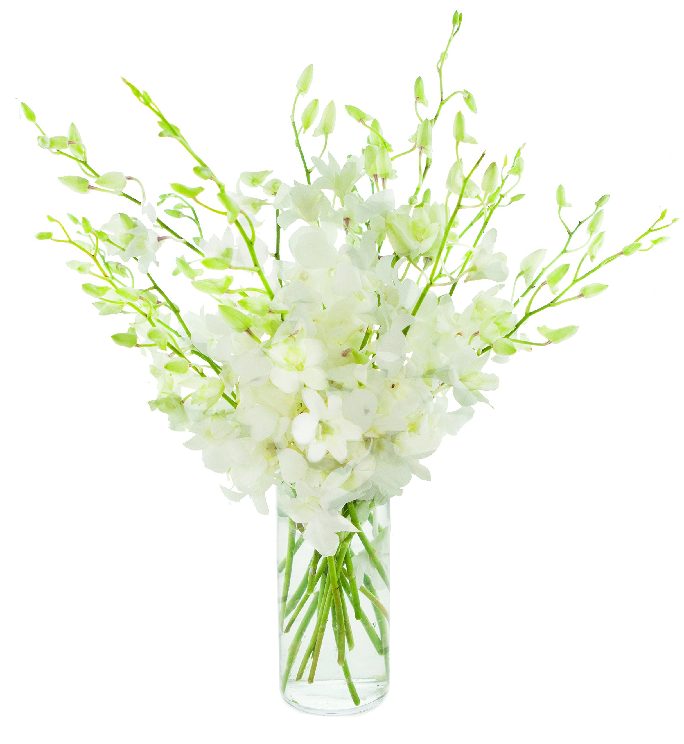 KaBloom - Bouquet of 20 Exotic Purple Dendrobium Orchids from Thailand with Vase - Fresh Flowers for Birthday, Valentine's & Mother's Day