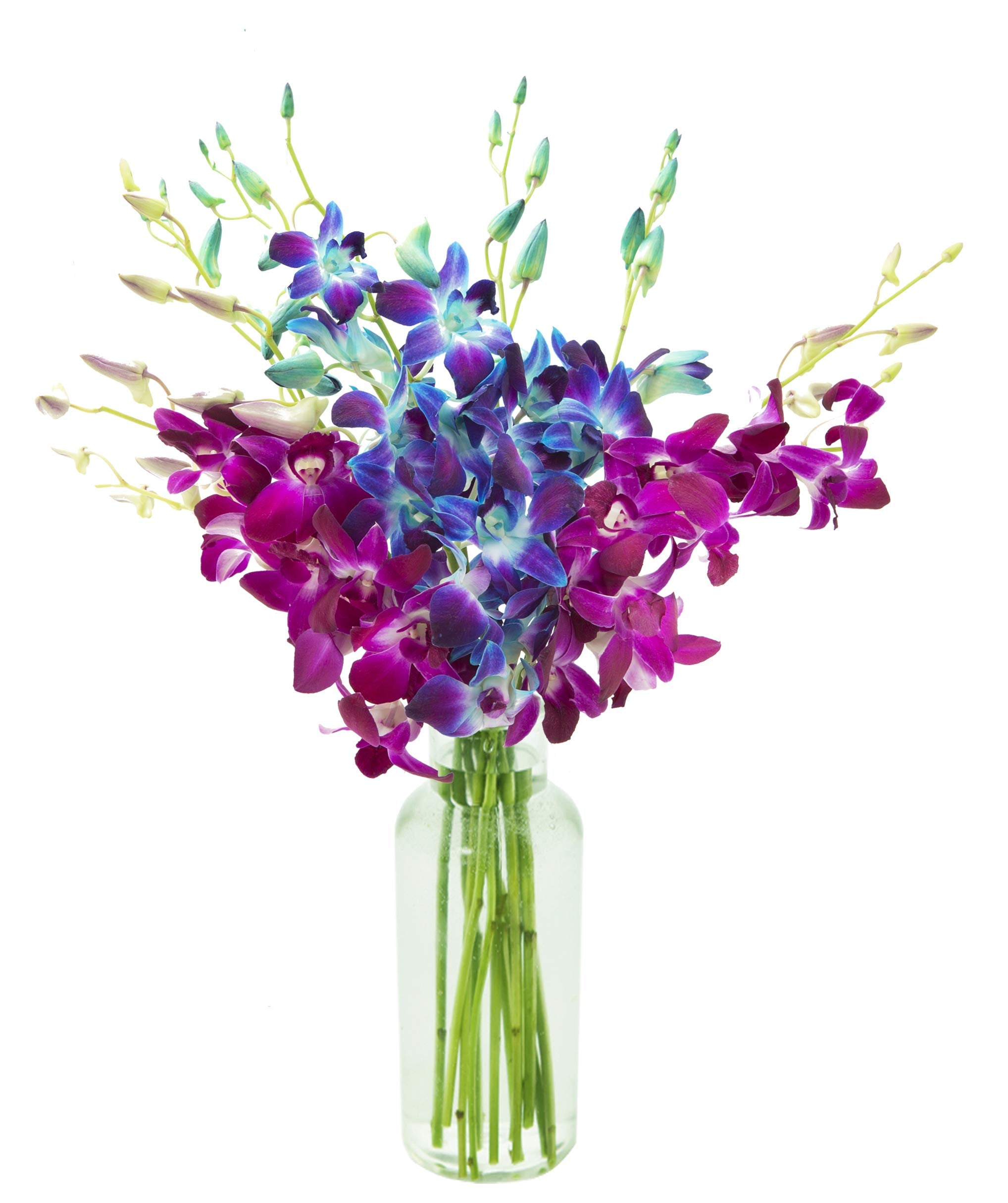 KaBloom - Bouquet of 20 Exotic Purple Dendrobium Orchids from Thailand with Vase - Fresh Flowers for Birthday, Valentine's & Mother's Day