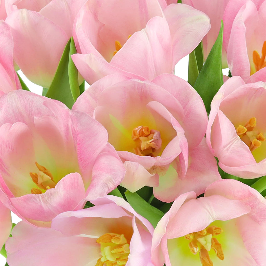 Benchmark Bouquets Pink Tulips – Mothers Day Flowers for Mom – Fresh Flowers for Delivery – Pink Bouquet – Birthday Gifts for Women – Fresh Cut Tulips – Glass Vase Included (20 Stems)