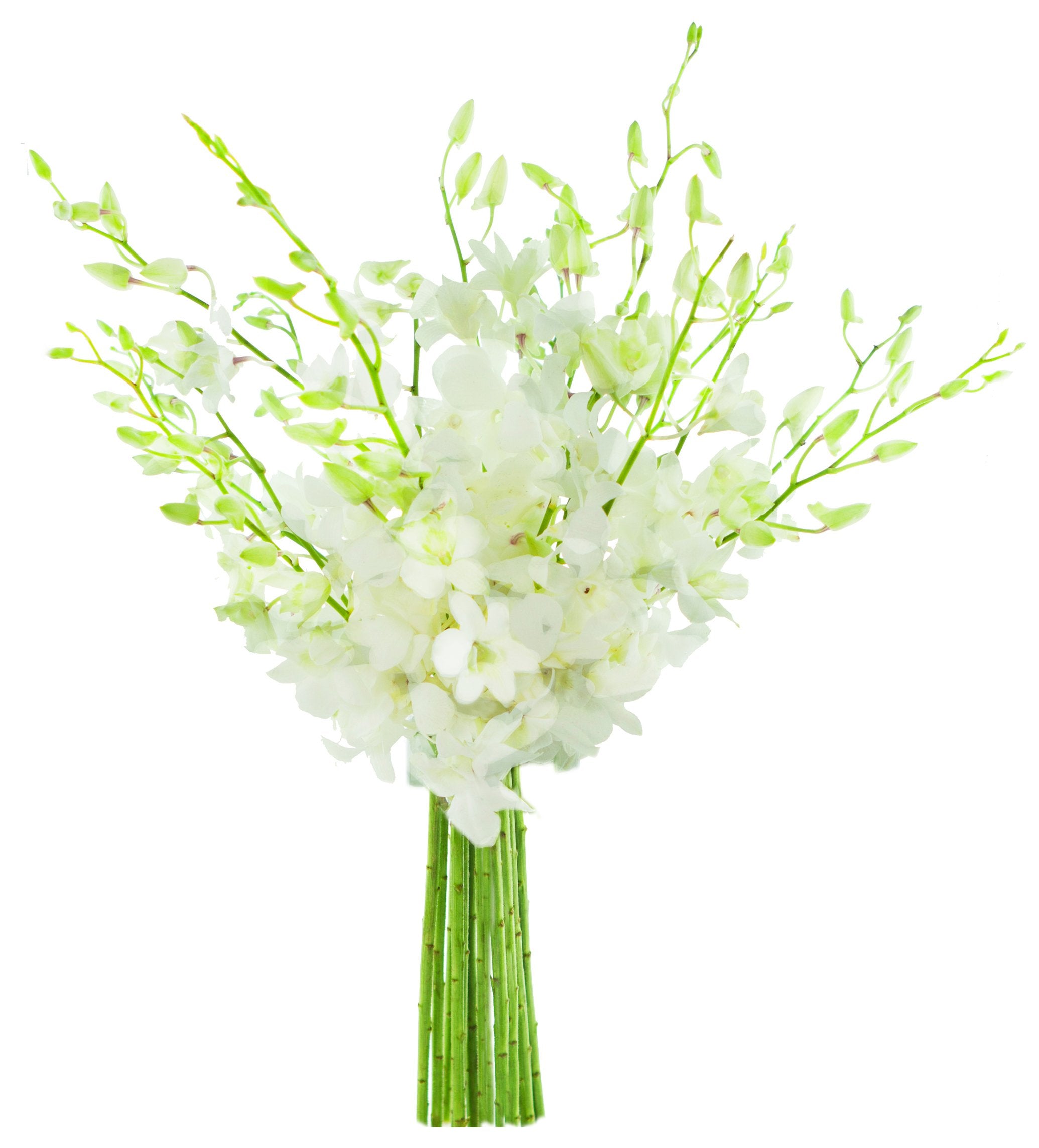KaBloom - Bouquet of 20 Exotic Purple Dendrobium Orchids from Thailand with Vase - Fresh Flowers for Birthday, Valentine's & Mother's Day