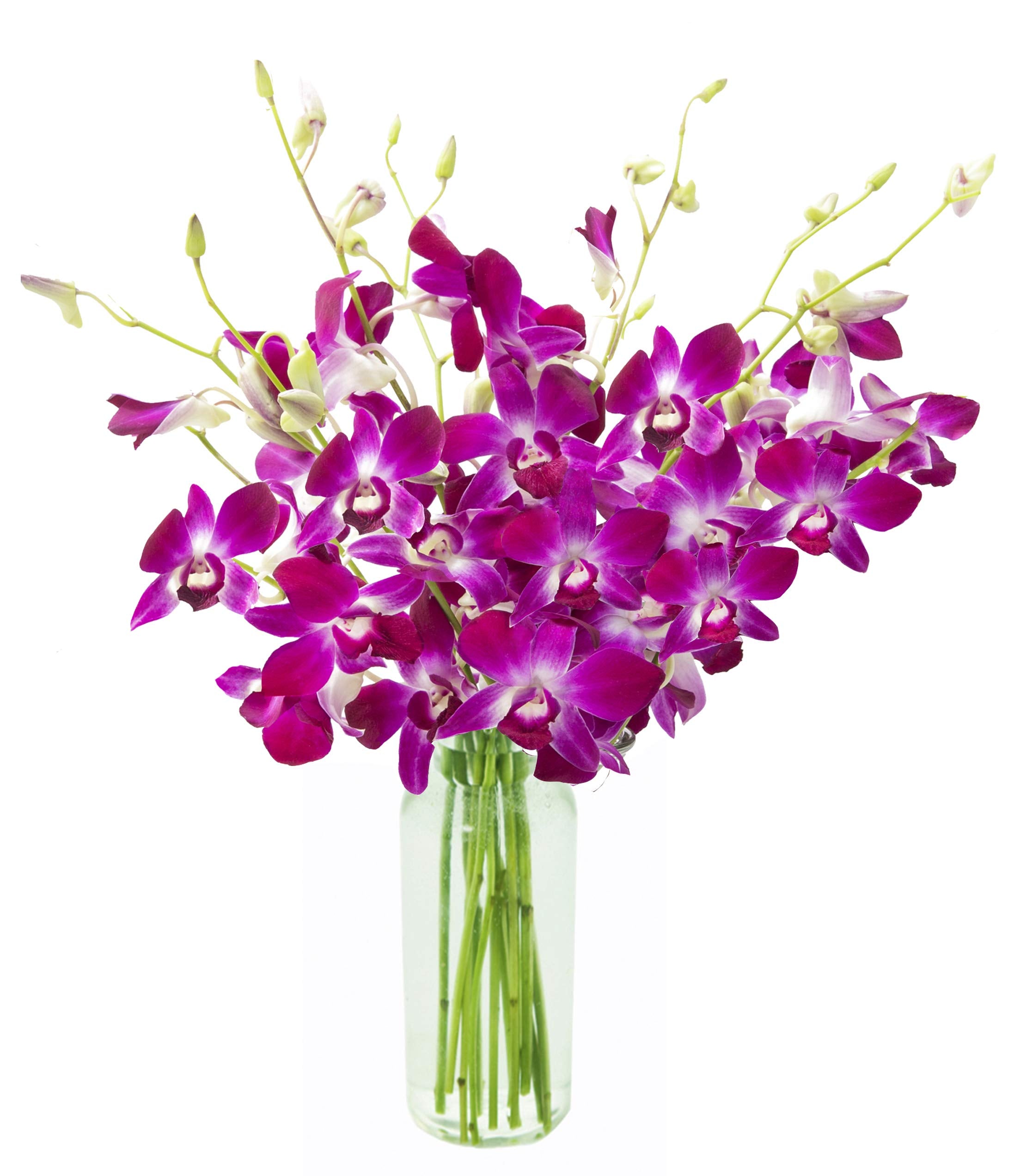 KaBloom - Bouquet of 20 Exotic Purple Dendrobium Orchids from Thailand with Vase - Fresh Flowers for Birthday, Valentine's & Mother's Day