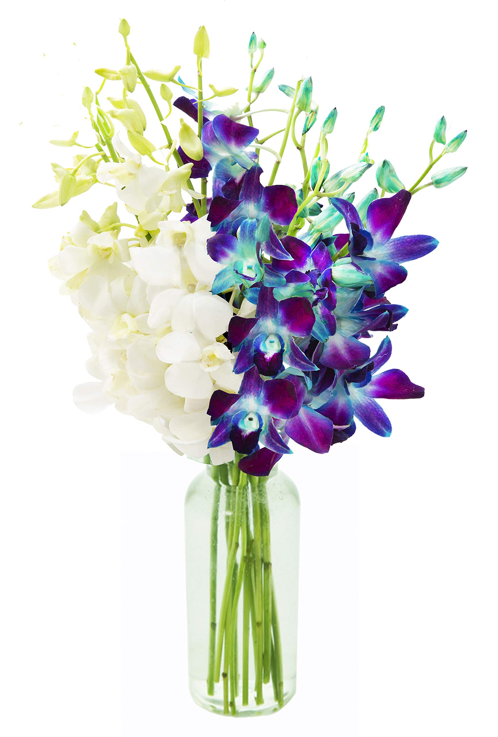 KaBloom - Bouquet of 20 Exotic Purple Dendrobium Orchids from Thailand with Vase - Fresh Flowers for Birthday, Valentine's & Mother's Day