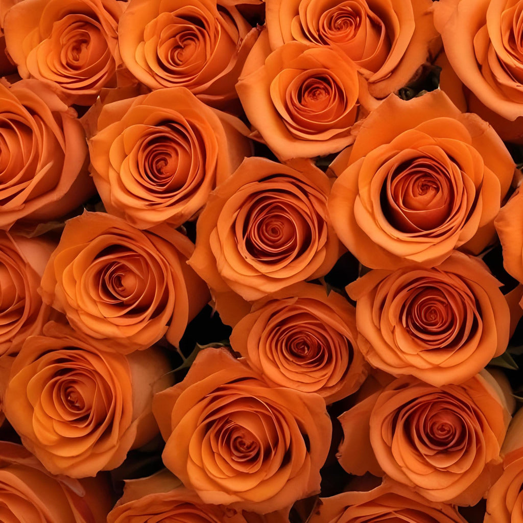 25 Pink Roses | Arabella Bouquets | Real Fresh Flowers for Delivery, Gift for Birthday Women, Congratulations, Anniversary, Thank You, Mother's Day
