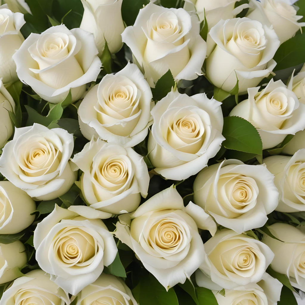 25 Pink Roses | Arabella Bouquets | Real Fresh Flowers for Delivery, Gift for Birthday Women, Congratulations, Anniversary, Thank You, Mother's Day