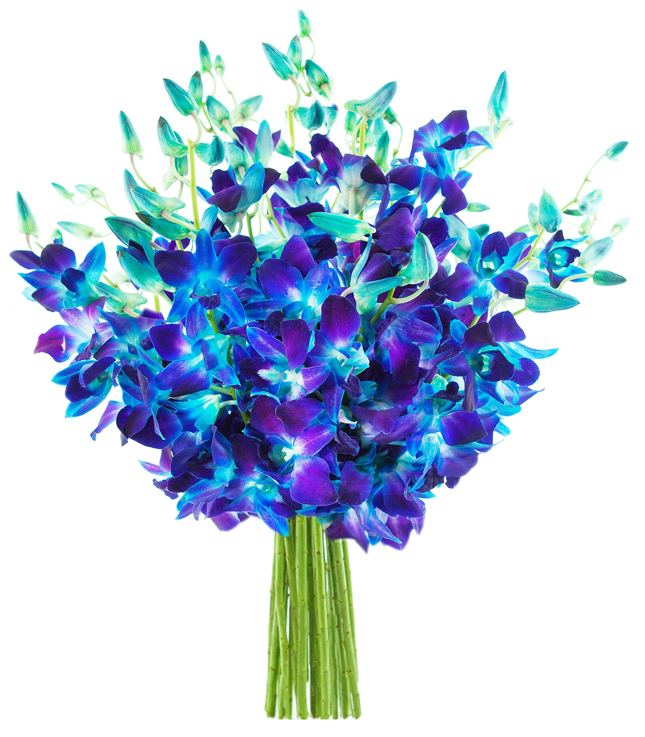 KaBloom - Bouquet of 20 Exotic Purple Dendrobium Orchids from Thailand with Vase - Fresh Flowers for Birthday, Valentine's & Mother's Day