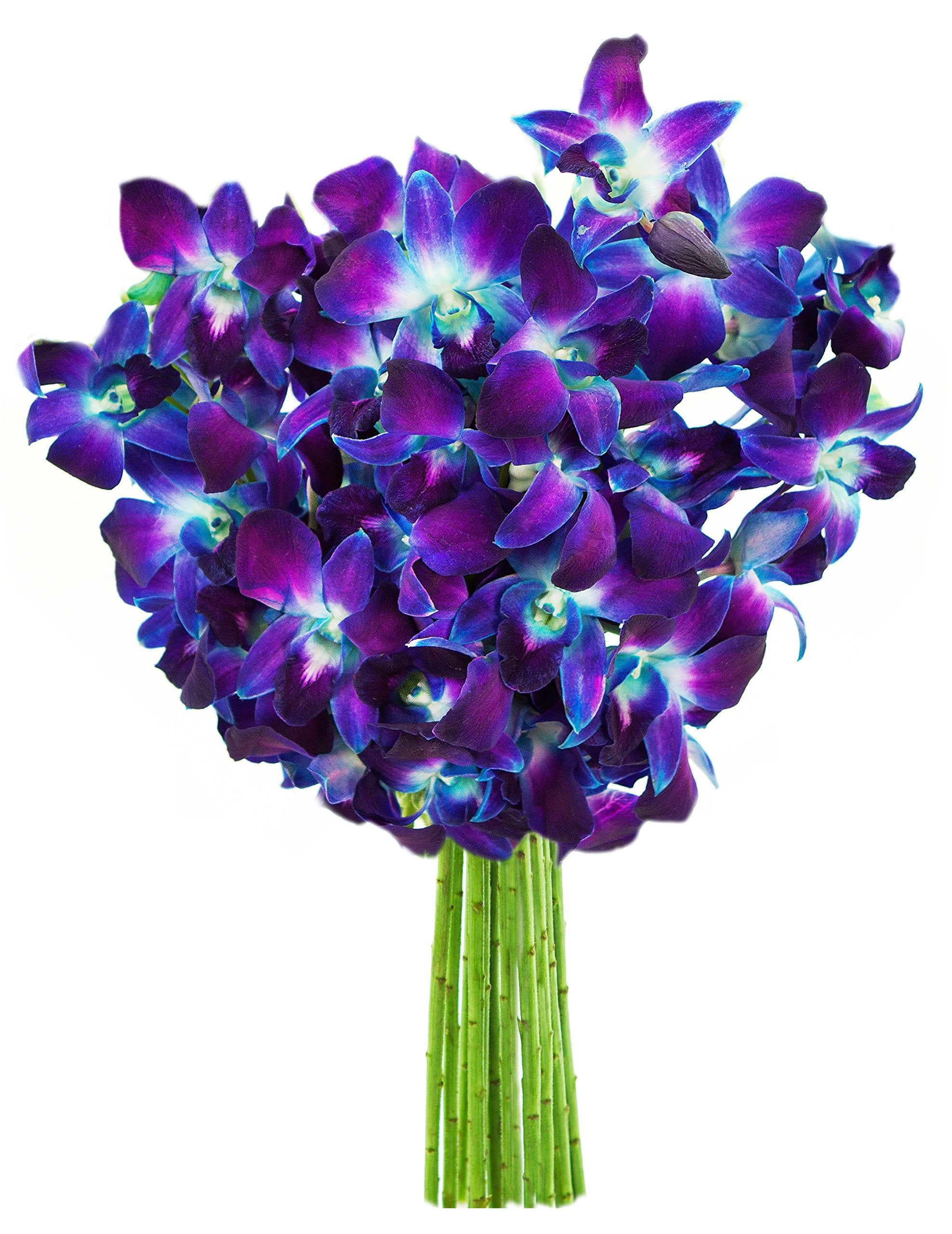 KaBloom - Bouquet of 20 Exotic Purple Dendrobium Orchids from Thailand with Vase - Fresh Flowers for Birthday, Valentine's & Mother's Day
